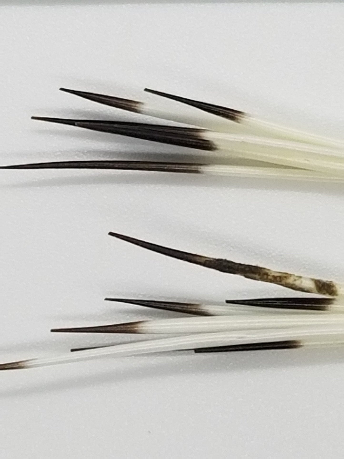 Pchi (mini) quills